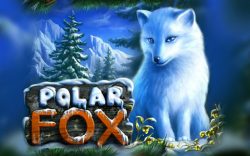 Polar Fox